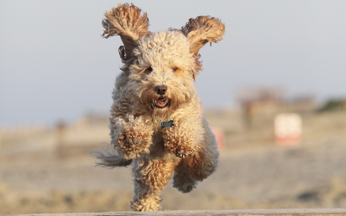Dog leaping in the air